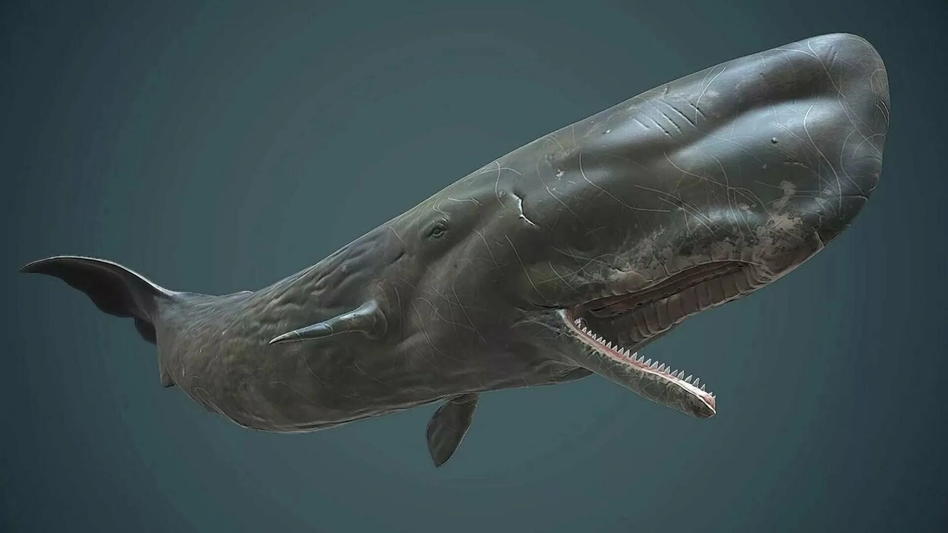 Зубастый кит Кашалот. Китообразные Кашалот. Левиафан кит.