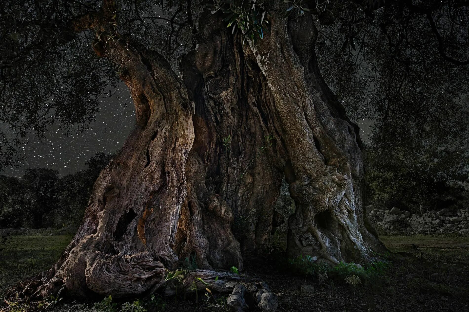 Ancient tree