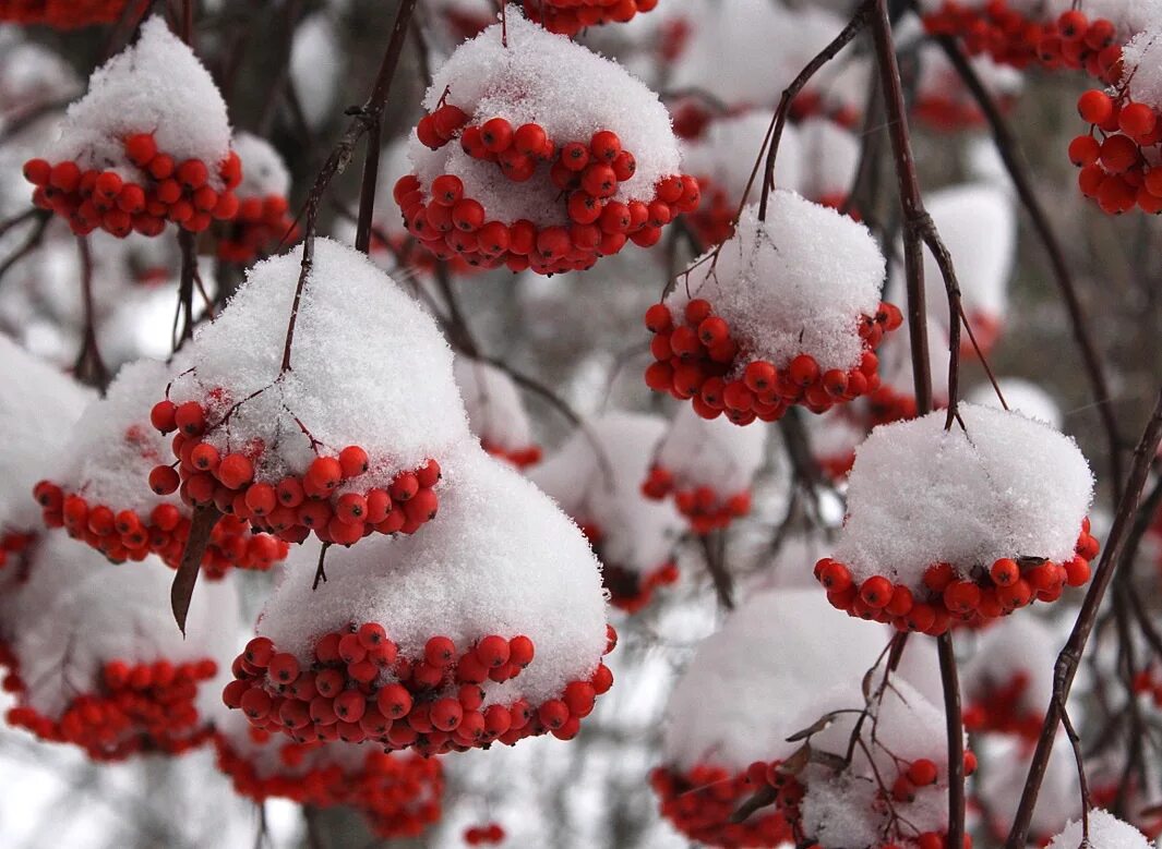 December first. Рябина в снегу. Рябина зимой. Снег зима декабрь. Гроздья рябины под снегом.