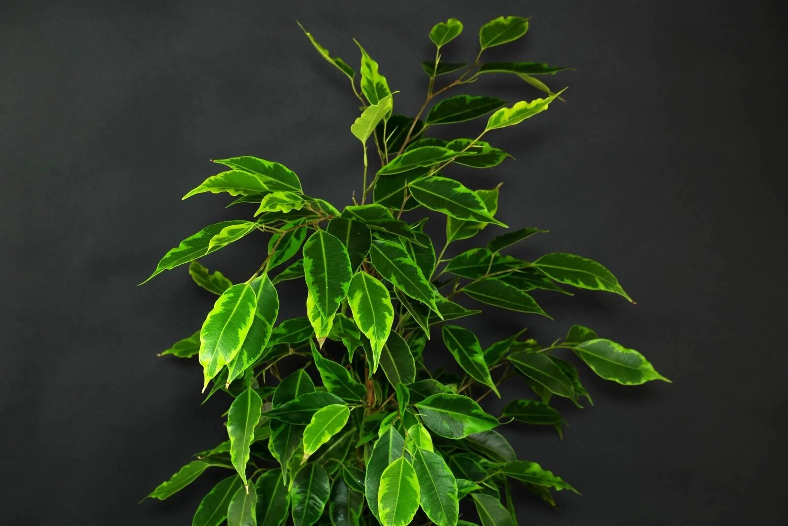 Фикус рязань. Фикус Бенджамина (Ficus benjamina).