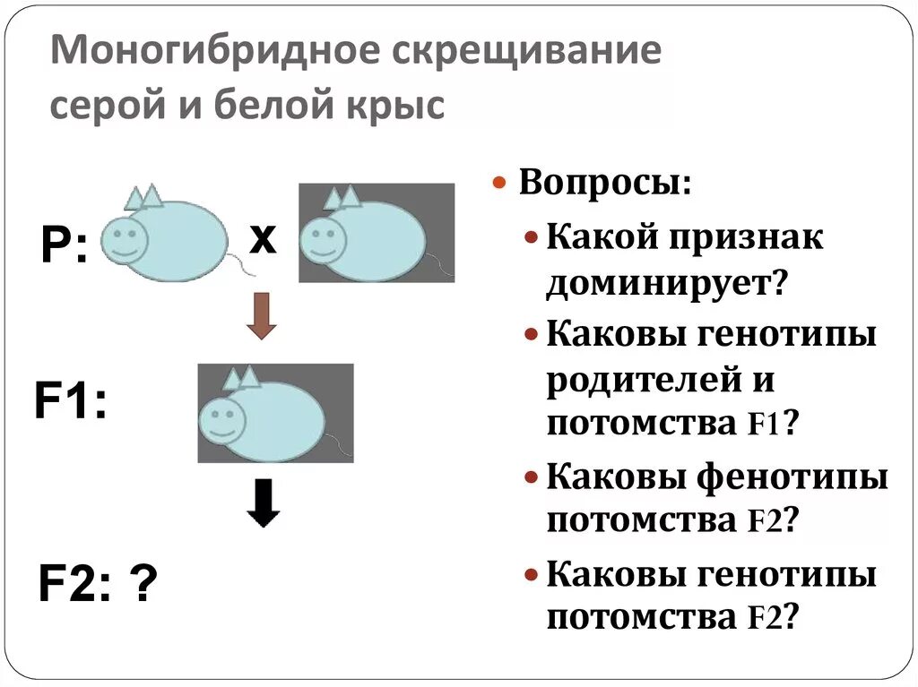 Моногибридное скрещивание. Моногибридное скрещивание животных. Моногибридное скрещивание f2. Схема скрещивания крыс.