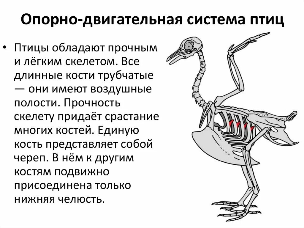 Опорная система птиц. Опорная система птиц
