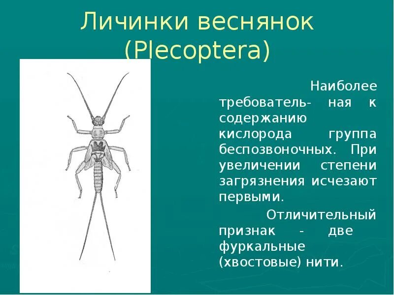 Личинки веснянок паразит редуцент. Веснянки строение. Личинки веснянок паразит редуцент. Личинки поденок (ephemeroptera). Представители отряда поденки веснянки.