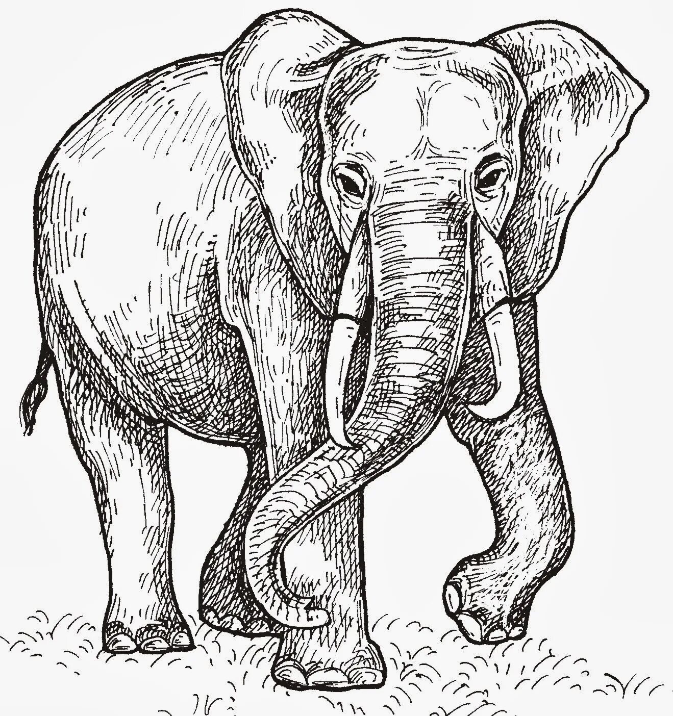 Слон нарисовать. Слон рисунок. Слон карандашом. Слон чёрно белый. Слоник рисунок карандашом.
