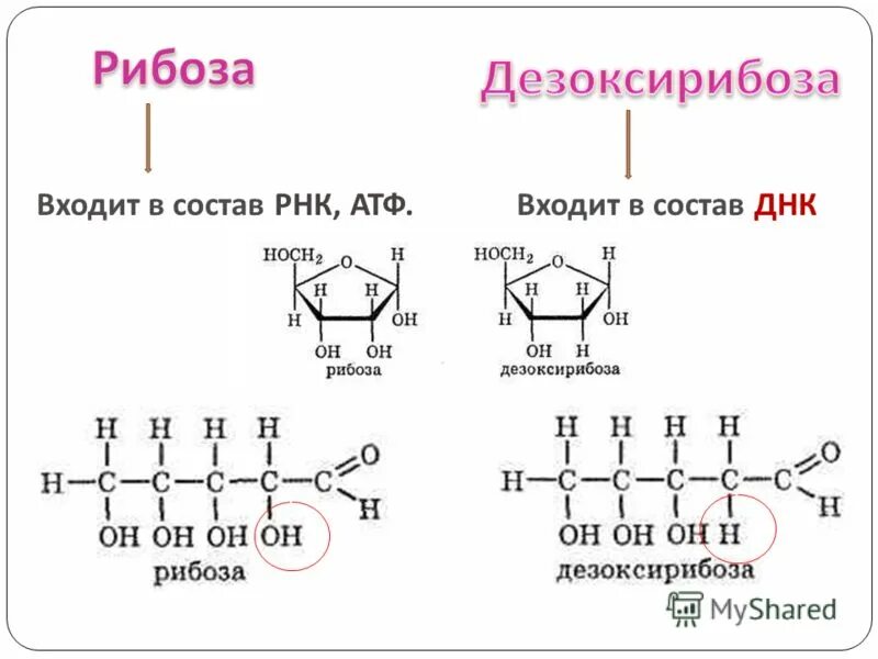 Рибоза состоит из