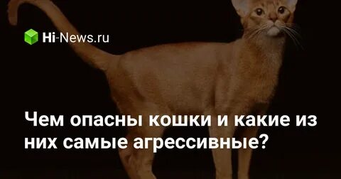Кошки опасны для жизни