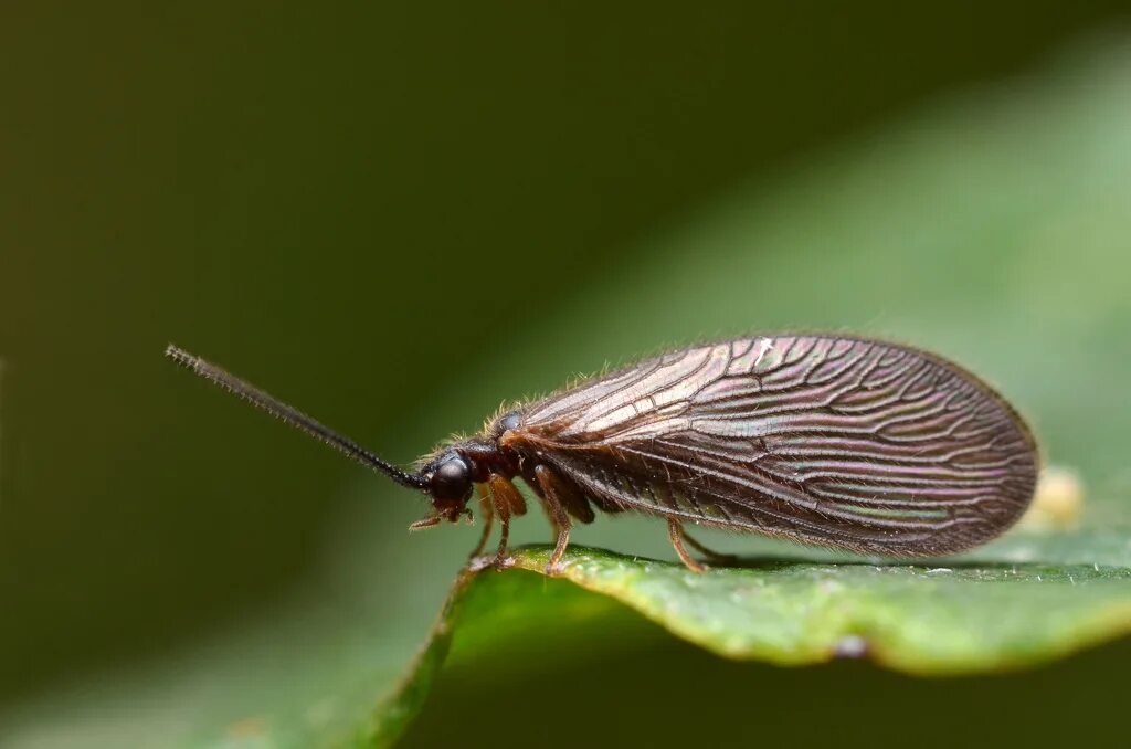 Насекомое крошка. Sisyridae. Sisyra nigra. Sisyra fuscatus. Коричневое насекомое с крыльями.