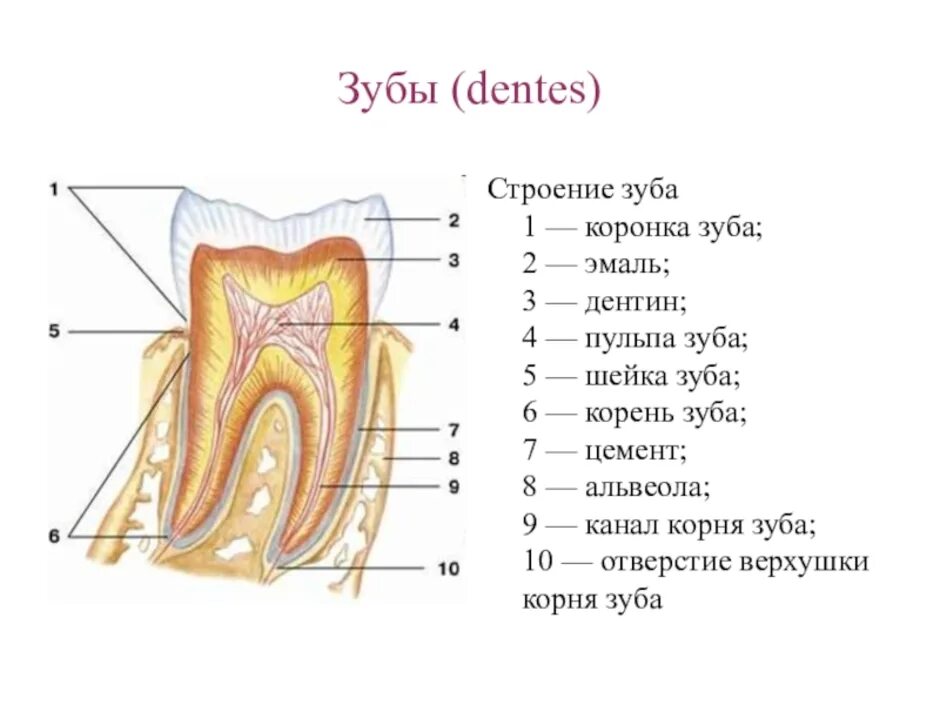 Схема строения зуба анатомия. Строение зуба человека схема. Анатомическое строение зуба. Схема внутреннего строения зуба.