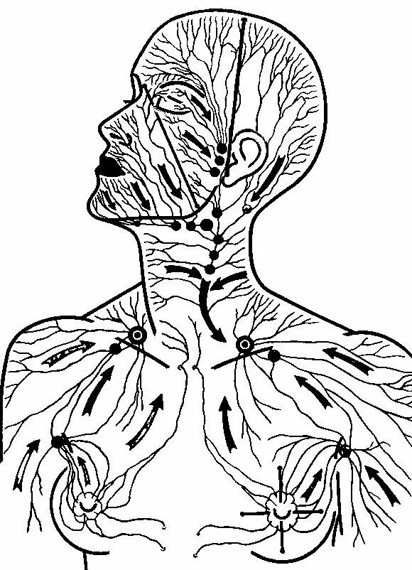 Лимфоузлы стресс. Лимфатическая система лица схема движения лимфы. Лимфатическая система головы и шеи человека схема движения лимфы. Лимфатическая система головы. Лимфатическая система лица схема массаж.