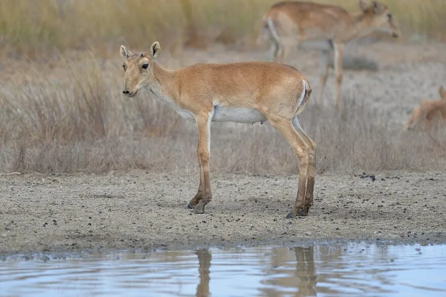 Степная антилопа сайгак. Сайгак где обитает природная зона. Степная антилопа сайгак. Сайга антилопа. Символом какого заповедника является антилопа сайгак.