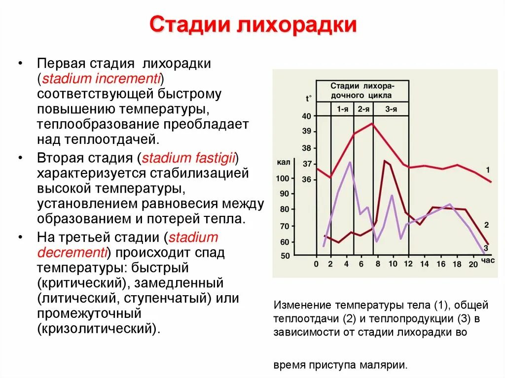 Лихорадка латынь. Стадии лихорадки. Лихорадка стадии лихорадки. 2 Стадия лихорадки. Первая стадия лихорадки.