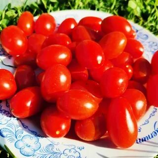 Томат сумасшедшие ягоды