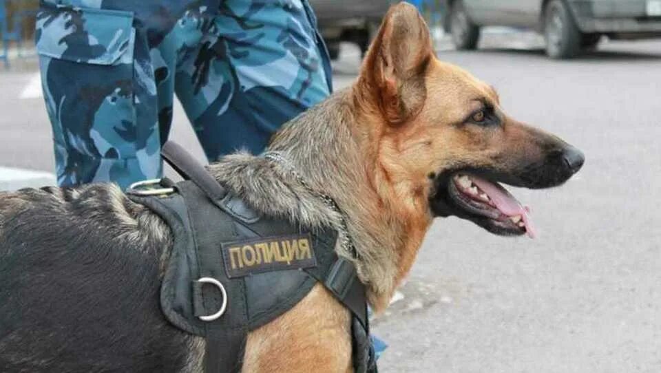 Собачье прозвище полицейского 7 букв. Собачье прозвище полицейского 7 букв. Собачье прозвище полицейского 7 букв. Полицейская немецкая овчарка фото. Клички для собак мальчиков.
