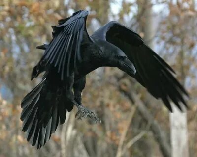 Залетный ворон