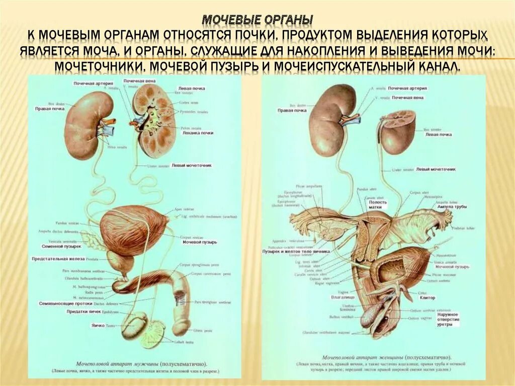 Формирование накапливание и выделение мочи уровень организации