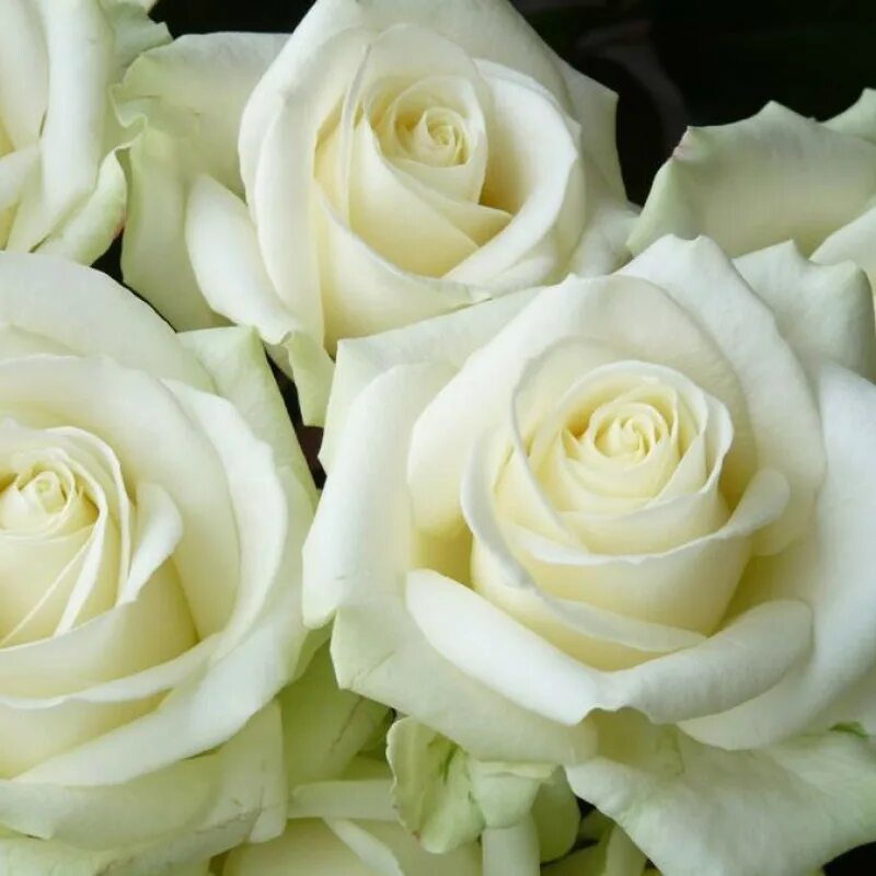 Саженцы белой розы