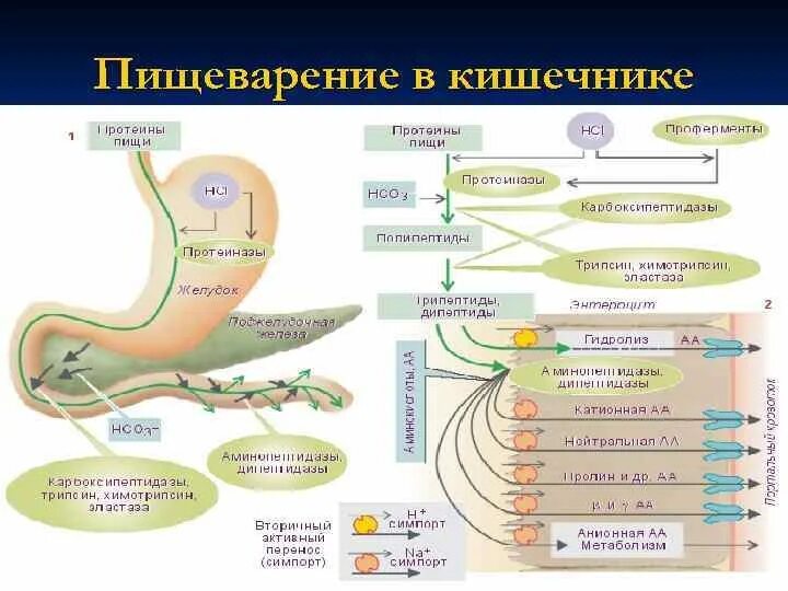 Всасывание питательных веществ в толстом кишечнике. Пищеварение в кишечнике всасывание. пищеварение в кишечнике всасывание питательных веществ. кластер пищеварение в тонком кишечнике. интеллектуальная карта по пищеварительной системе.