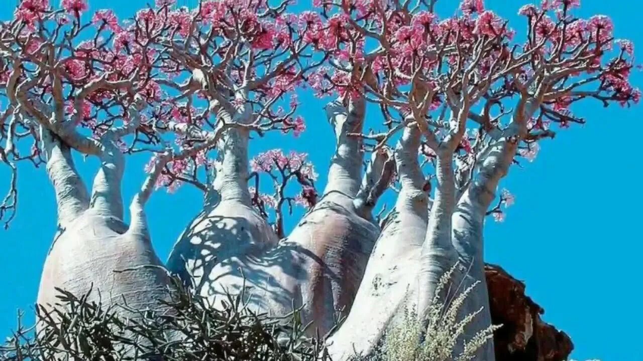 Удивительные растения земли. Баобабы на Сокотре. Растения острова Сокотра. Остров Сокотра фауна. Адениум баобаб.