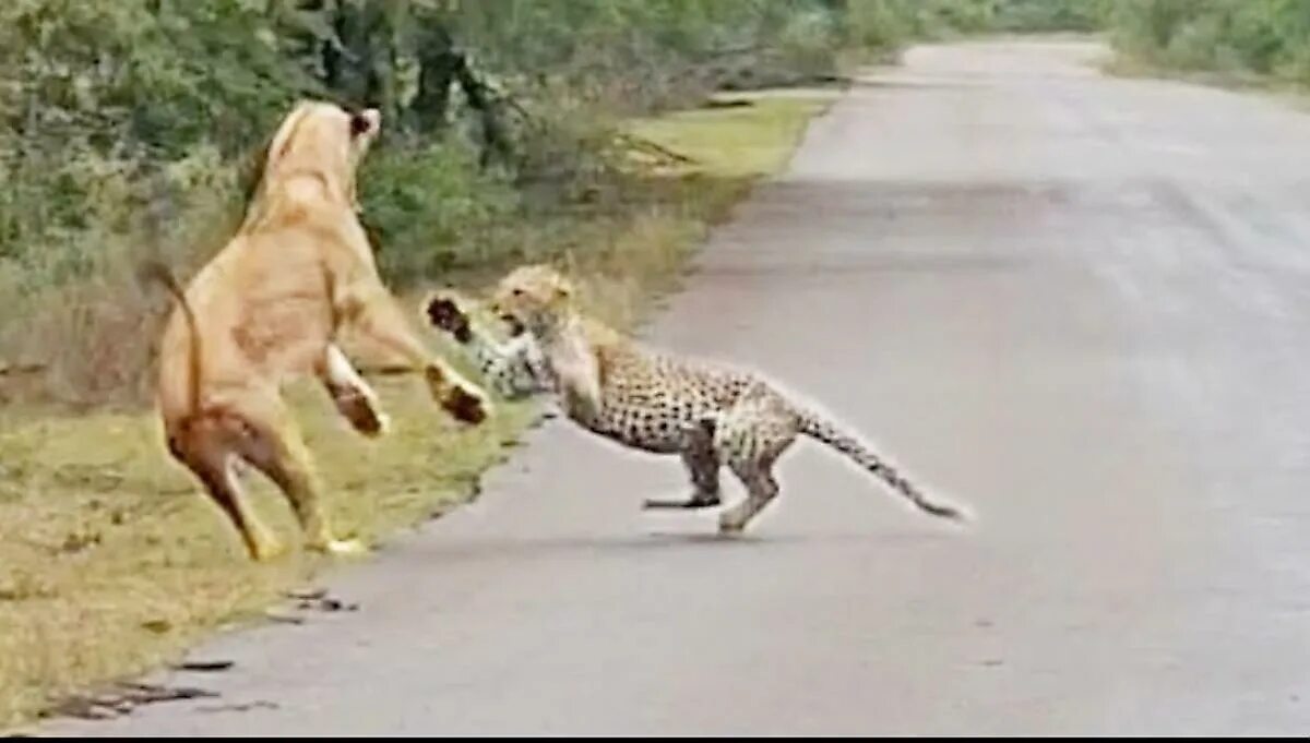 После нападения льва получил. Лев против леопарда. Львы нападают на леопардов ?.