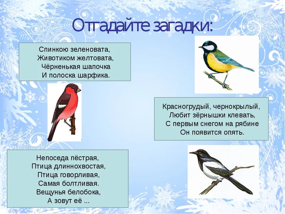 Загадки про птиц 4 лет. Загадки про зимующих птиц для детей 4-5. Загадки о зимующих птицах для детей 5-6. Загадки про зимующих птиц 2 класс. Загадки про птиц для детей 3-4.