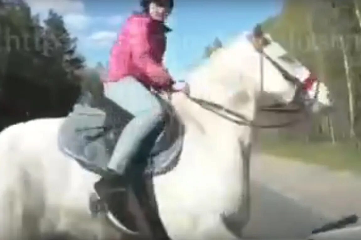 Девушка с лошадью видео. Машина с лошадью. Лошадь врезалась в машину.