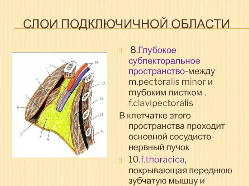 Что такое сосудистые пучки какую функцию они. Сосудисто нервные образования подключичной области. Поверхностное субпекторальное клетчаточное пространство. Сосудисто нервный пучок подключичной области. Глубокое субпекторальное клетчаточное пространство.