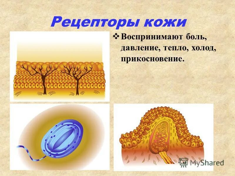 Болезненно воспринял. Рецепторы кожи воспринимают. Рецепторы воспринимающие боль. Рецепторы кожи, воспринимающие прикосновение.