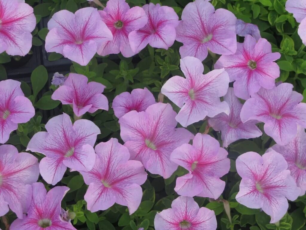 петуния дэдди. петуния дэдди синяя. петуния дэдди орхид. петуния грандифлора дэдди шугар. петуния дэдди орхид f1.