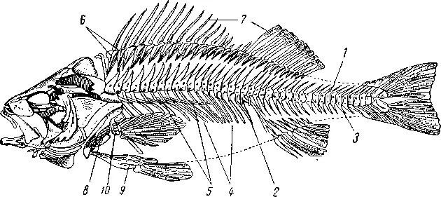 Кости рыбы собаке. Скелет костистой рыбы окуня. Судак строение скелета. Скелет окуня по Гудричу. Скелет костистых рыб Судак.