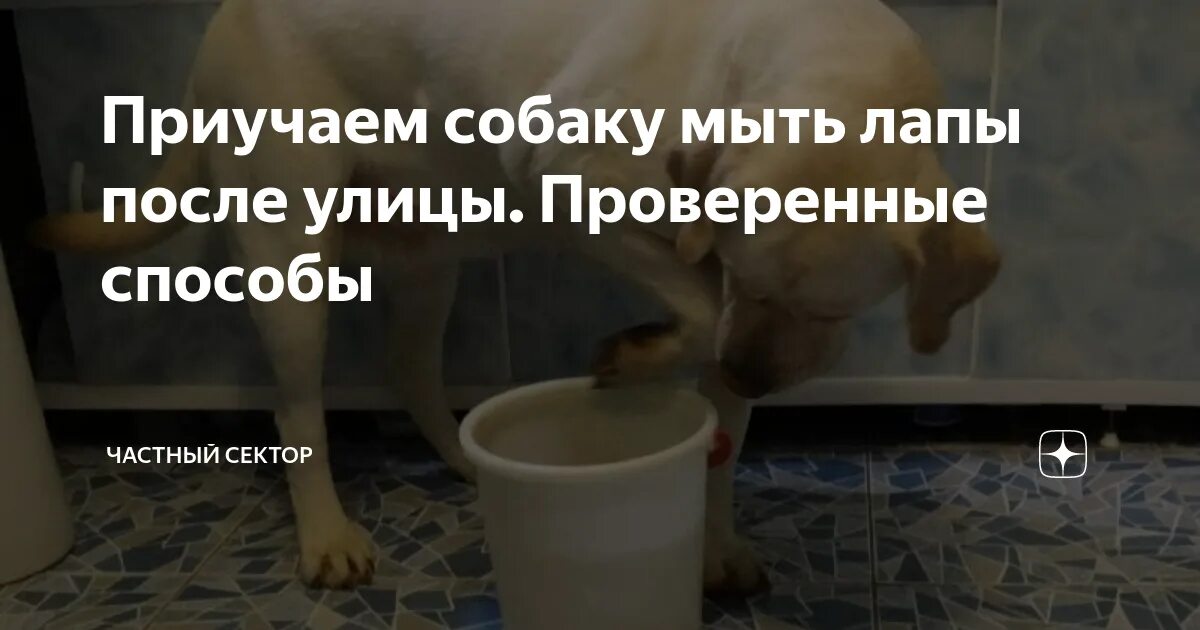 Лапы после прогулки. Лапы после прогулки