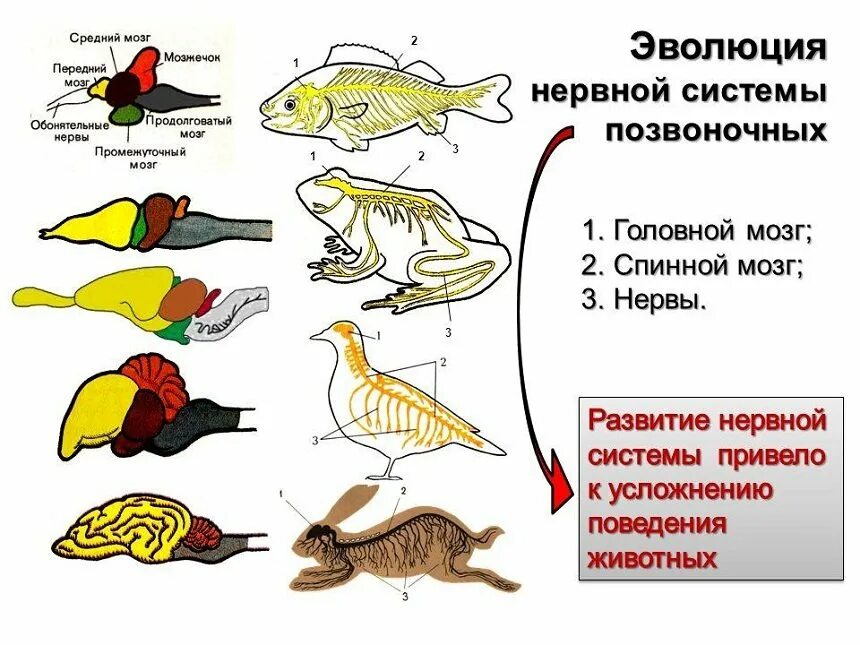 Эволюция мозга у позвоночных животных. Эволюция нервной системы позвоночных животных таблица. Эволюция нервная система позвоночных 7 класса. Эволюция нервной системы беспозвоночных таблица. Эволюция нервной системы у животных таблица.