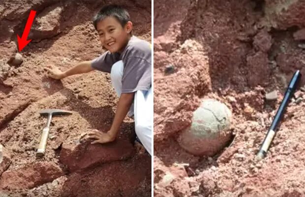 Окаменелое яйцо динозавра китай. Яйцо динозавра с эмбрионом в китае. В китае нашли динозавра. В китае нашли динозавра. В китае нашли динозавра.