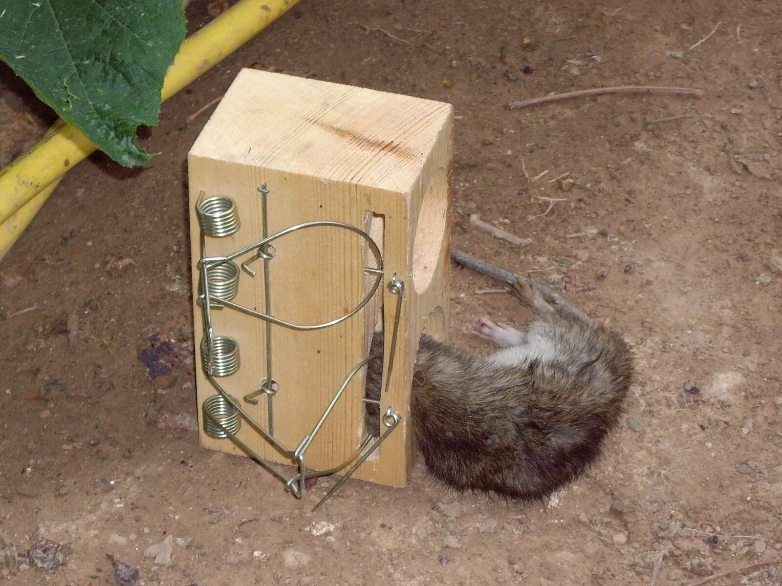 Домашний капкан