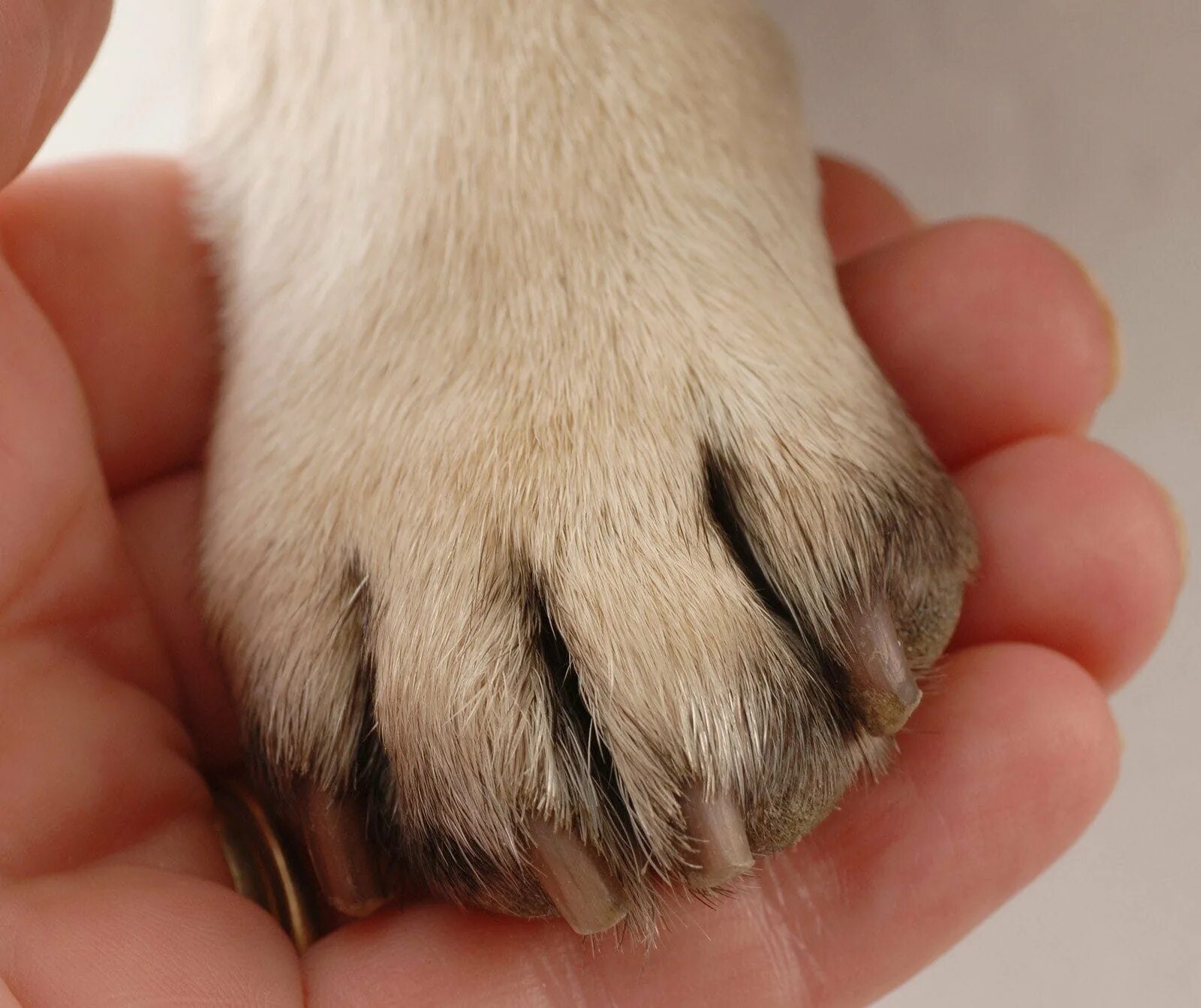 Короткие пальцы у собак. Стрижка когтей у собак. Стрижка шерсти на лапах собаки.