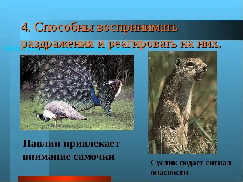 Раздражение животных 8 класс. Сигналы животных. сигналы опасности среди животных. как животные реагируют на опасность. животные умеют воспринимать и передавать информацию?.