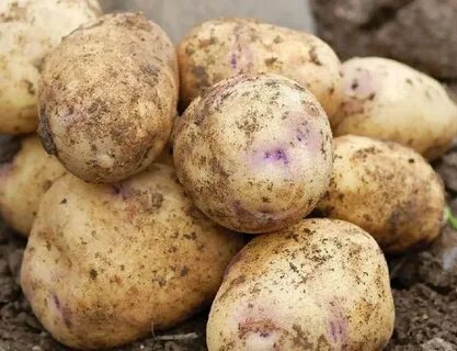 Картофель синеглазка описание сорта фото отзывы сроки