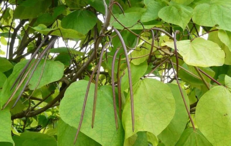 Дерево с огромными листьями. Катальпа Фаргеза. Катальпа Бунге Catalpa Bungei. Катальпа дарахти. Катальпа яйцевидная листья.