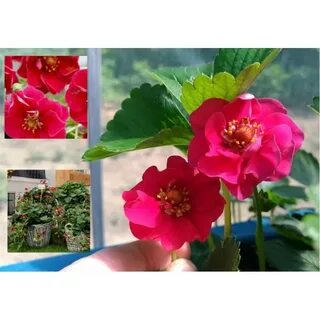 Саммер бриз роуз клубника отзывы
