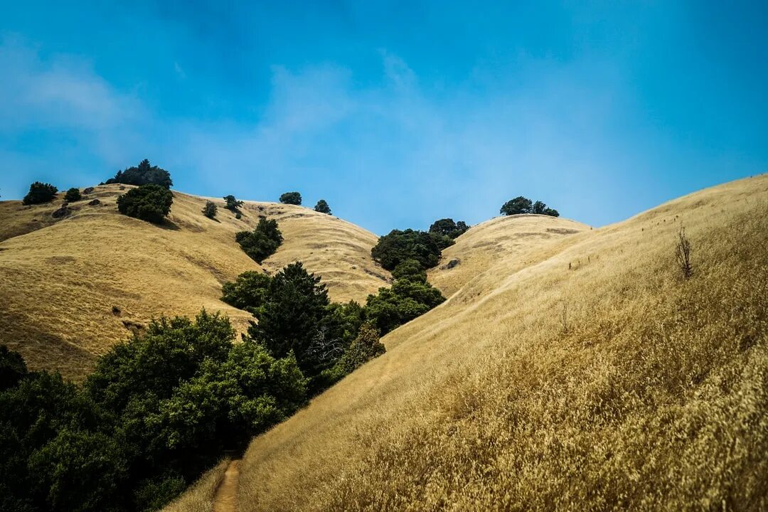 золотые холмы