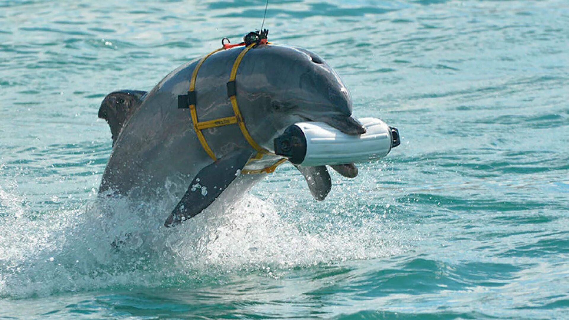 Дельфины террористы. Боевые дельфины в Крыму. Военные дельфины в Севастополе. Боевые дельфины РФ. Балаклава боевые дельфины.