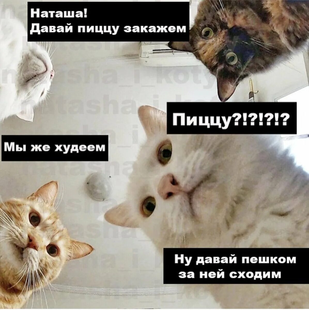 Почему коты страдают от "самоизоляции"? Да потому что "эти бесхвостые" постоянно