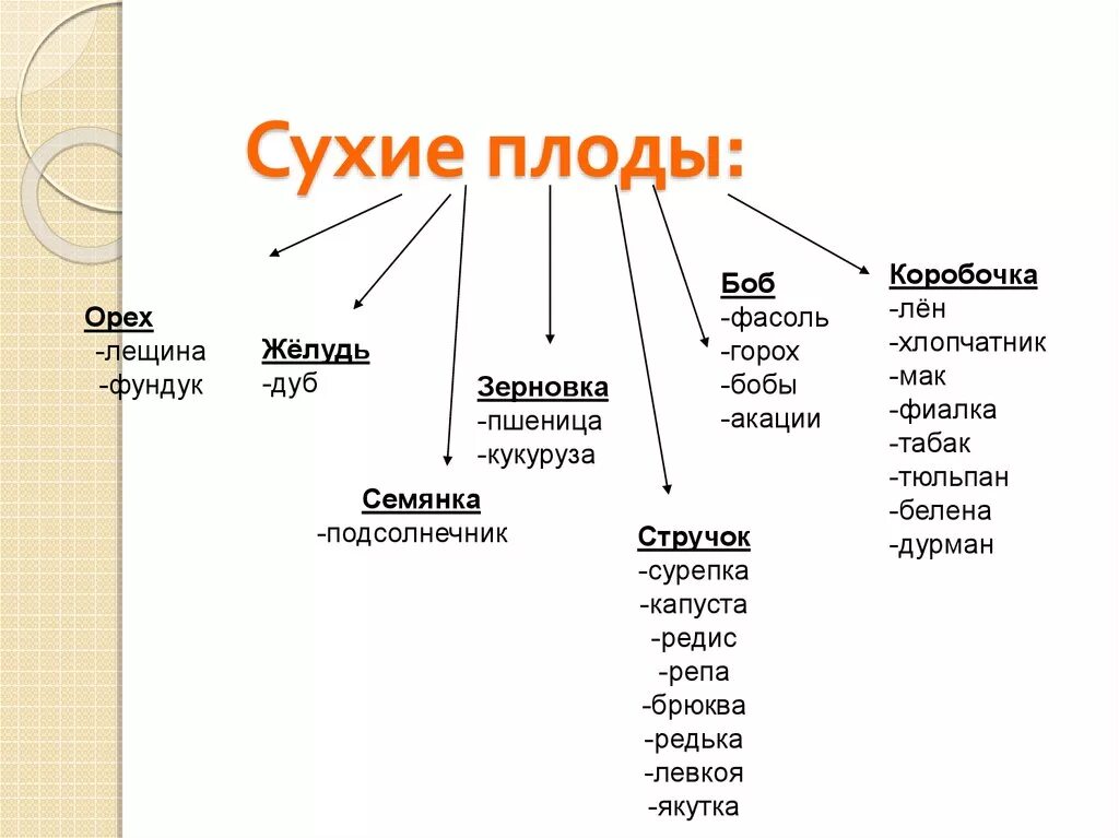 Какие из перечисленных плодов сухие. Сухие плоды биология 6 класс. Типы сухих плодов биология 6 класс. Сухие плоды примеры. Сухие плоды примеры растений.