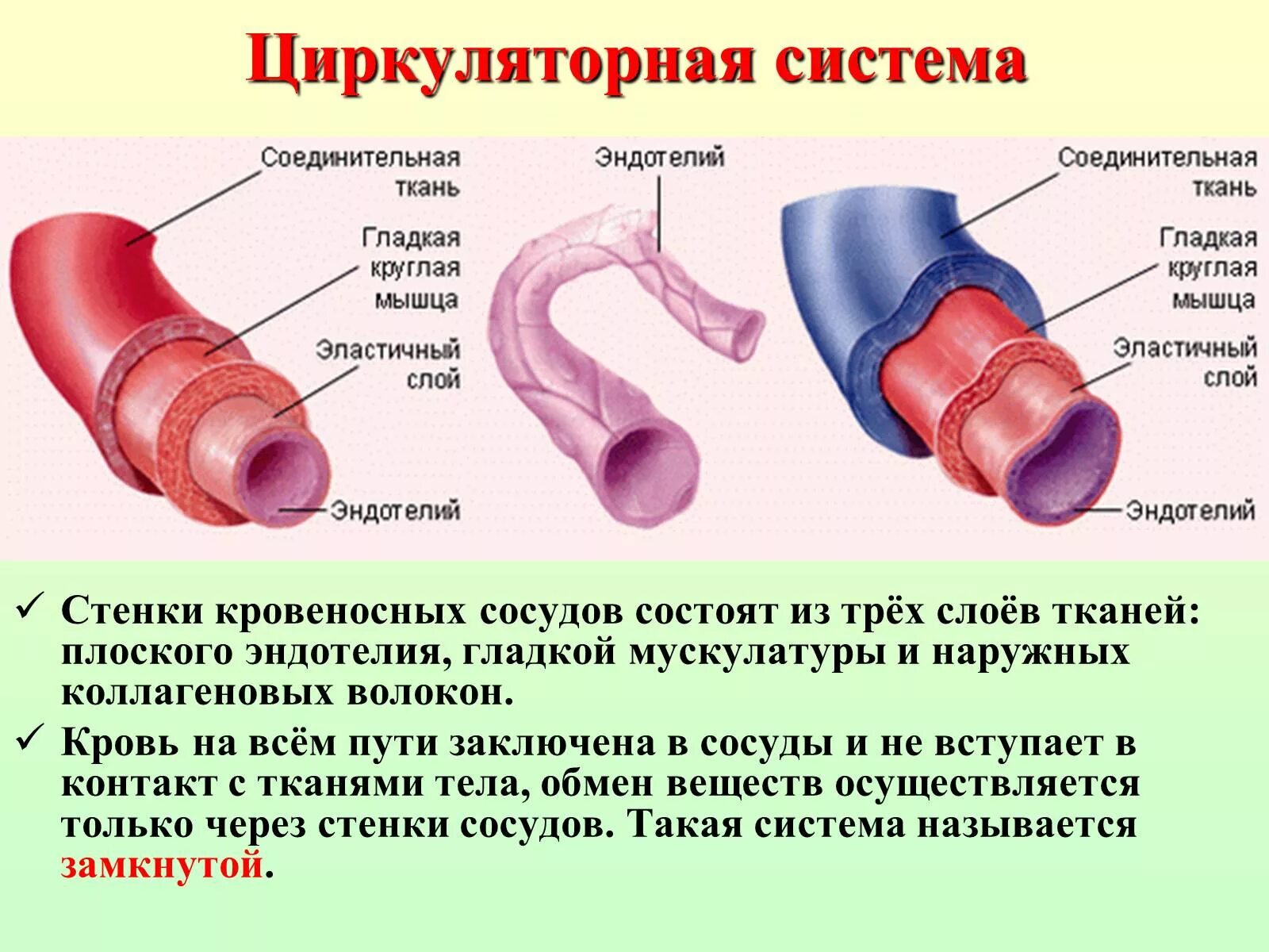 Артерии и вены функции. Строение стенки сосудов сердца. Строение сосудов артерия Вена капилляр. Эндотелий кровеносных сосудов. Строение кровеносных сосудов строение сердца.