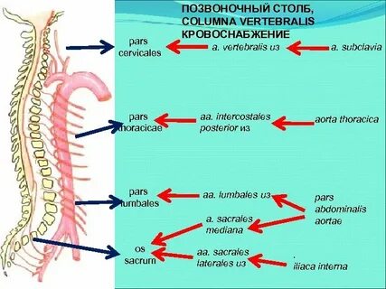 Сосуды позвонков