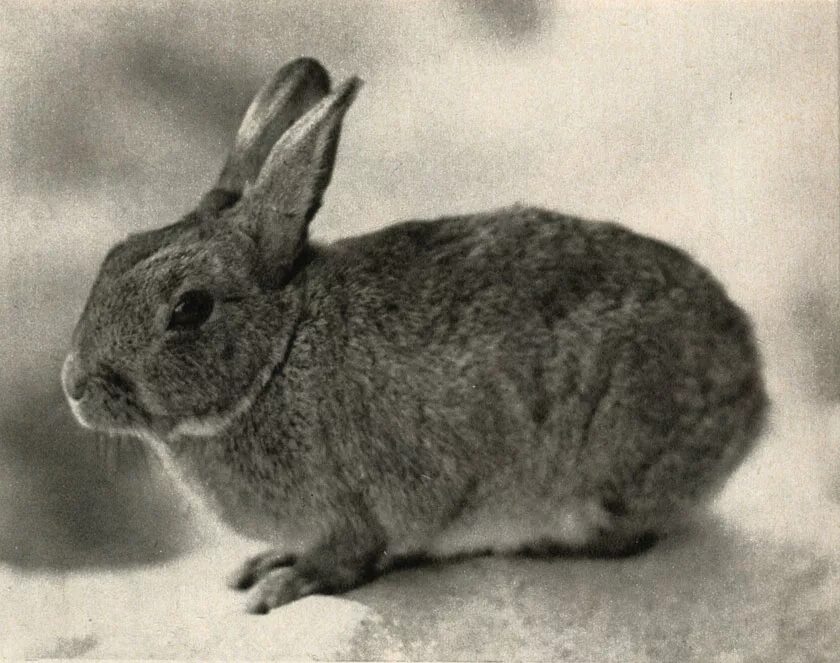 К какому отряду относится кролик. Отряд зайцеобразные. Отряд зайцеобразные кролики. Отряд зайцеобразные строение. Зайцеобразные млекопитающие.
