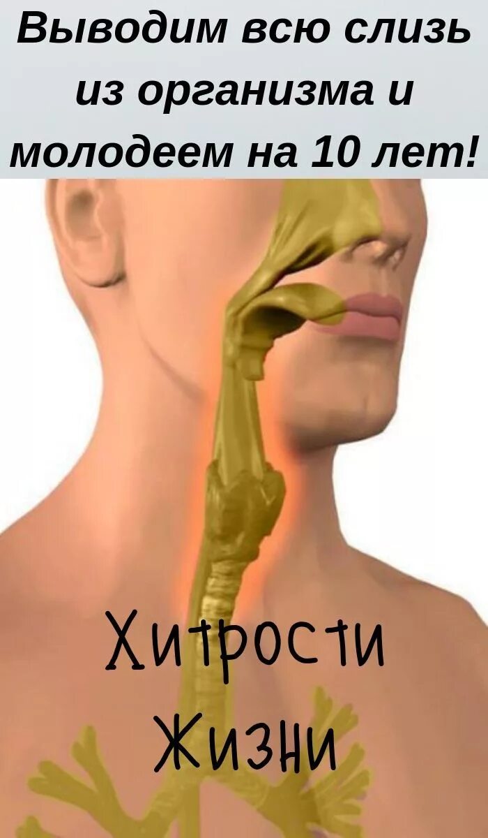 Слизь в организме причины. Вывод мокроты из организма. Выведение слизи из организма. Что выводит слизь из организма.