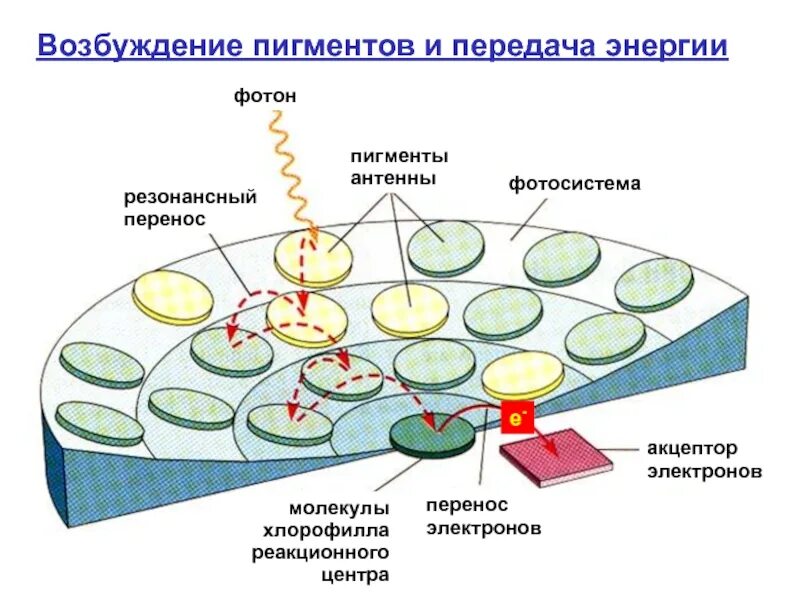 Возбуждение хлорофилла. Ферстеровский резонансный перенос энергии. Строение фотосистемы. Возбуждение молекул хлорофилла. Хлорофиллы поглощают свет