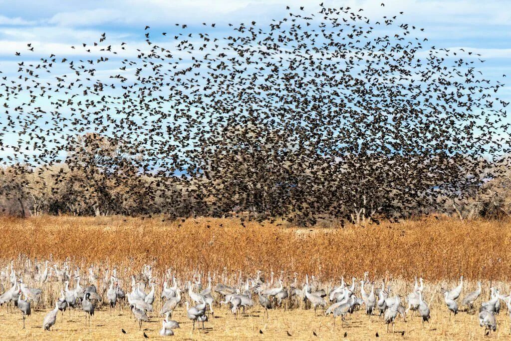 Migrate