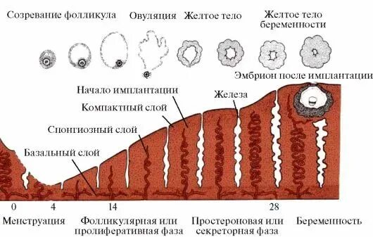 Эндометрий менструационного цикла. Фазы маточного менструального цикла. Фазы маточного менструационного цикла. Эндометрий первой фазы менструального цикла. Фаза регенерации маточный цикл.