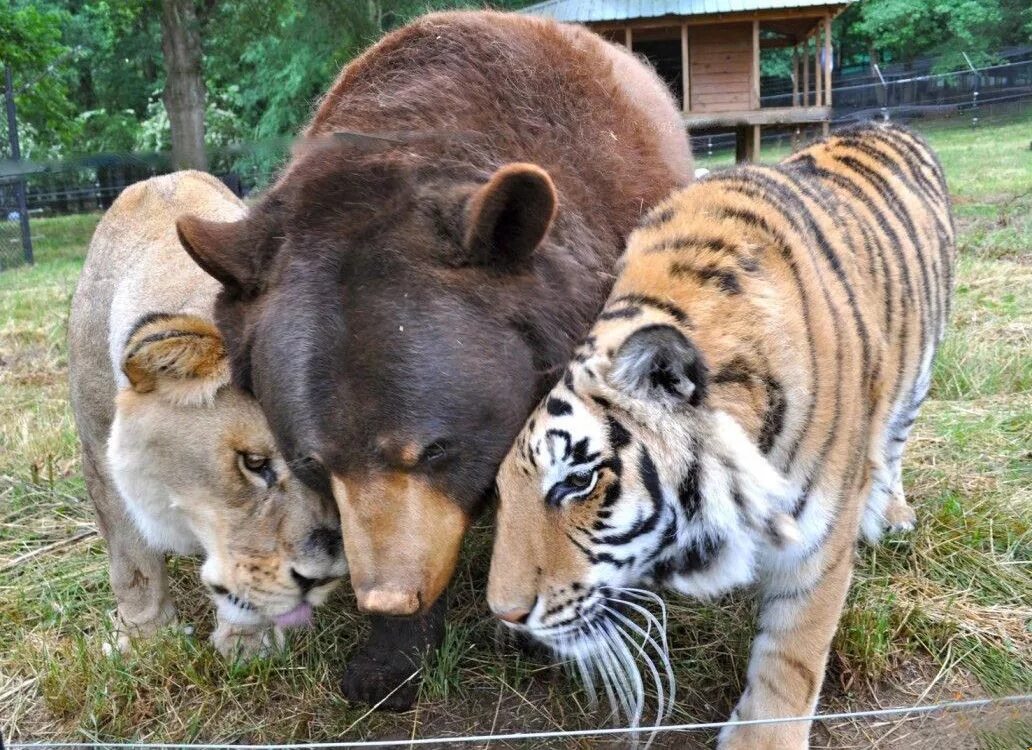 Взаимовыручка среди животных